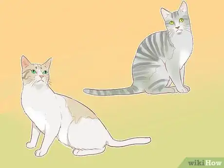 Imagen titulada Identify Cats Step 11