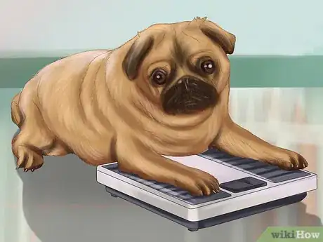Imagen titulada Live with a Pug Dog Step 17
