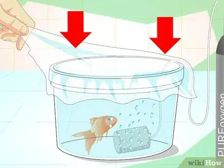 Imagen titulada Revive a Goldfish Step 10