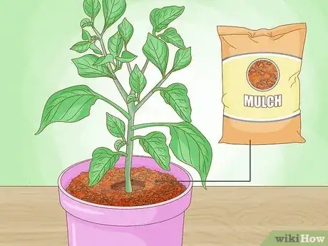 Imagen titulada Grow Bell Peppers Step 9