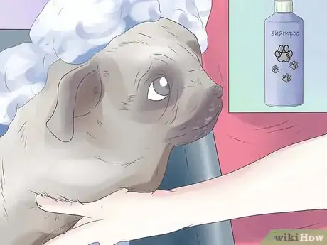 Imagen titulada Remove Ear Mites from a Dog Step 6