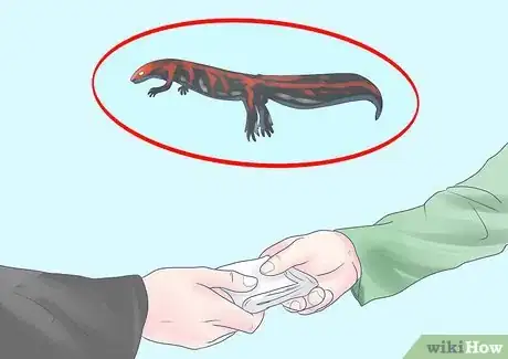 Imagen titulada Care for an Aquatic Newt Step 2