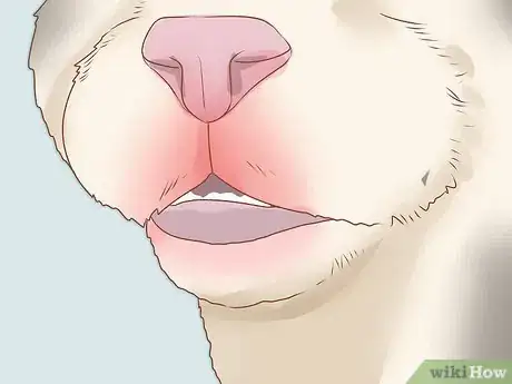 Imagen titulada Diagnose and Treat Rodent Ulcers in Cats Step 1