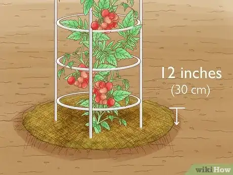 Imagen titulada Grow a Tomato Plant Step 14