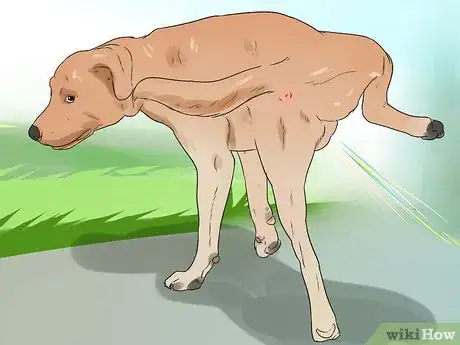 Imagen titulada Stop Howling Dogs Step 4