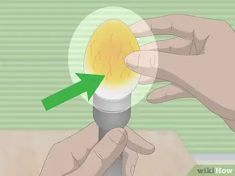 Imagen titulada Tell if Duck Eggs Are Dead or Alive Step 4