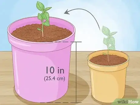 Imagen titulada Grow Bell Peppers Step 7