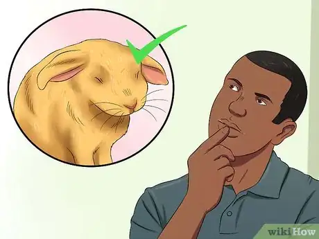 Imagen titulada Stop a Rabbit from Sneezing Step 4