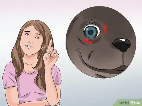 Imagen titulada Treat Eye Problems in Boston Terriers Step 5