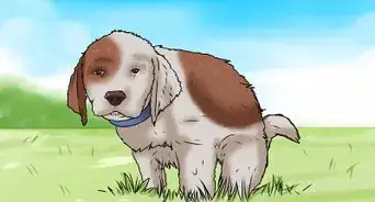 enseñar a tu cachorro a ir al baño