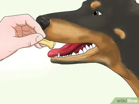 Imagen titulada Train a Doberman Pinscher Step 2