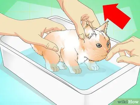 Imagen titulada Give a Kitten a Bath Step 7