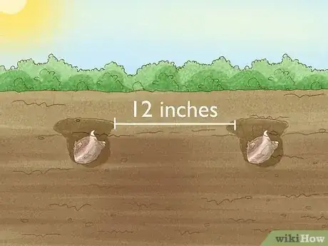 Imagen titulada Winterize Calla Lily Bulbs Step 15