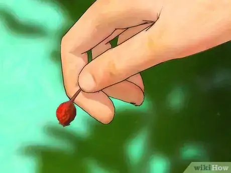 Imagen titulada Grow Roses from Seed Step 2