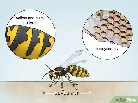 Imagen titulada Identify Wasps Step 1