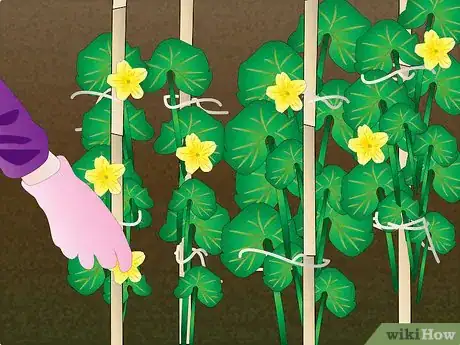 Imagen titulada Train Cucumbers Step 5