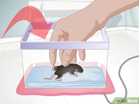 Imagen titulada Tame a Mouse Step 3