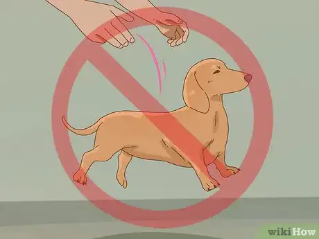 Imagen titulada Hold a Dachshund Properly Step 8