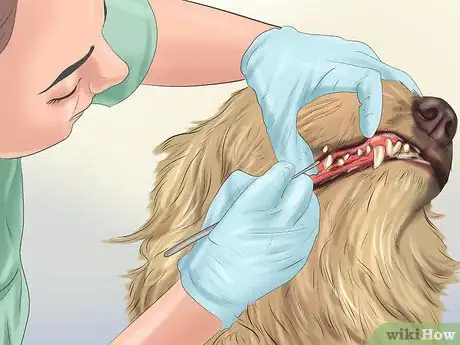 Imagen titulada Groom a Dog Step 10