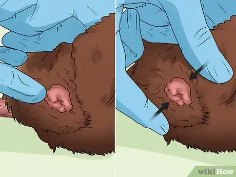 Imagen titulada Help a Constipated Guinea Pig Step 10