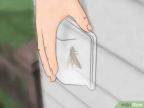 Imagen titulada Catch a Moth Step 6
