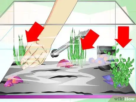 Imagen titulada Make a Female Betta Community Step 13