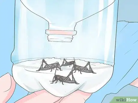Imagen titulada Catch Crickets Step 11