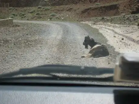 Imagen titulada Goat on the Road