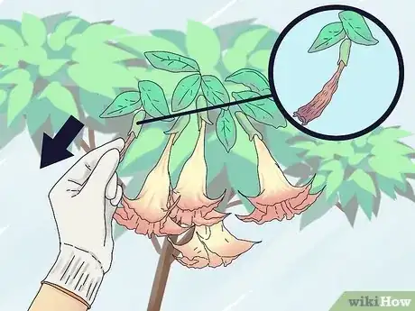 Imagen titulada Prune a Trumpet Vine Step 5