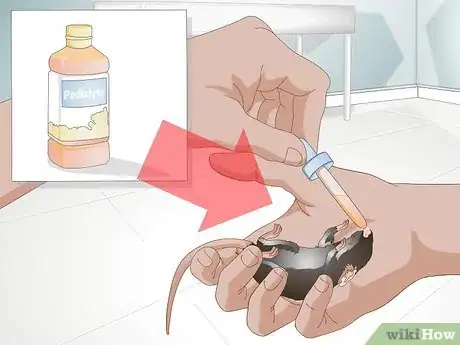 Imagen titulada Tame a Mouse Step 4