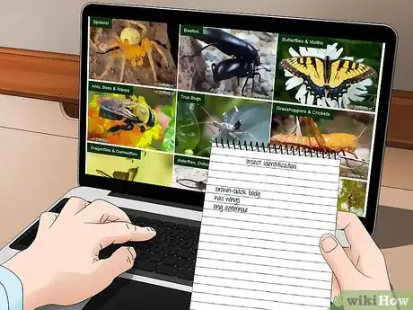 Imagen titulada Identify an Insect Step 7