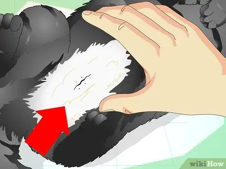 Imagen titulada Tell If a Cat Is Neutered Step 7
