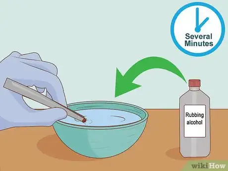 Imagen titulada Get Rid of Ticks in Your Hair Step 12