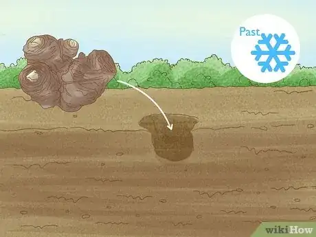 Imagen titulada Winterize Calla Lily Bulbs Step 13