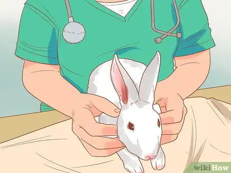 Imagen titulada Stop a Rabbit from Smelling Step 7