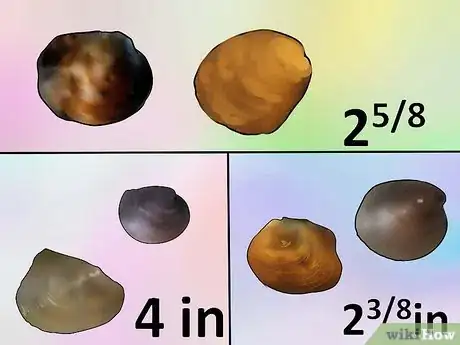 Imagen titulada Find Pearls Step 15