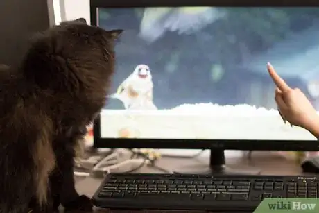 Imagen titulada Test Your Cat's Intelligence Step 4