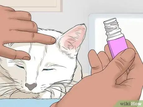 Imagen titulada Calm a Cat in Heat Step 5