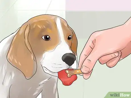 Imagen titulada Take Care of a Beagle Puppy Step 19