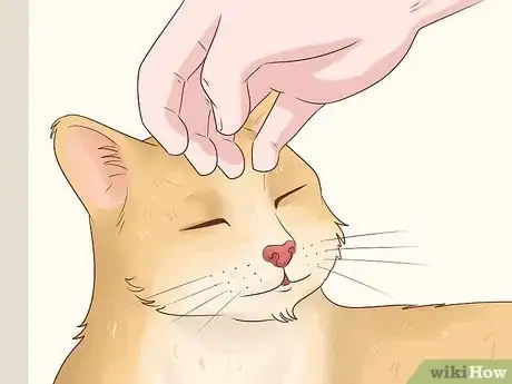 Imagen titulada Bathe a Cat Without Water Step 3