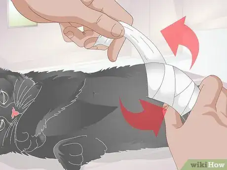Imagen titulada Take Care of a Kitten with a Broken Leg Step 4
