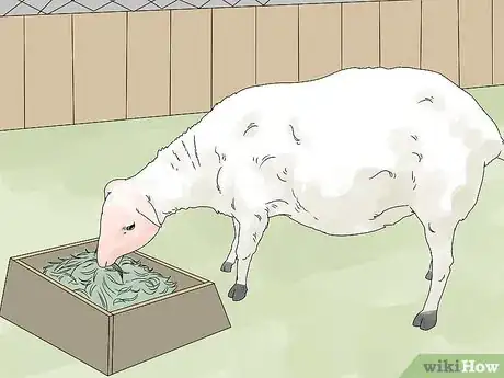 Imagen titulada Breed Sheep Step 13