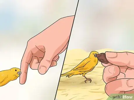Imagen titulada Train Your Canary Step 7