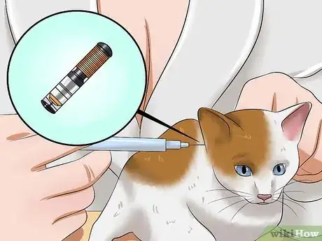 Imagen titulada Raise a Kitten Step 17