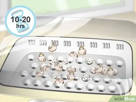Imagen titulada Breed Quail Step 23