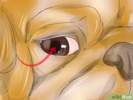 Imagen titulada Treat Eye Problems in Pugs Step 20