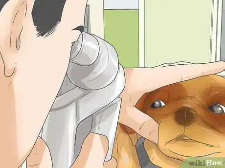 Imagen titulada Treat Eye Problems in Pugs Step 14