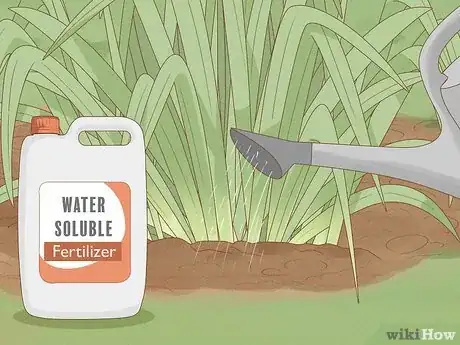 Imagen titulada Keep Narcissus Bulbs After Flowering Step 3