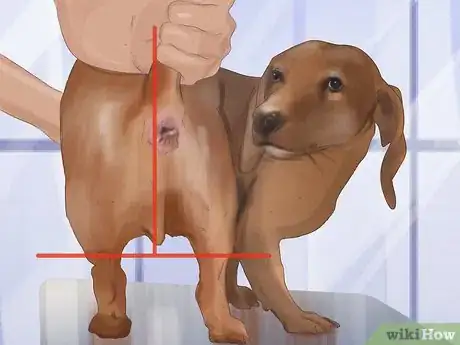 Imagen titulada Express a Dog's Anal Gland Step 8
