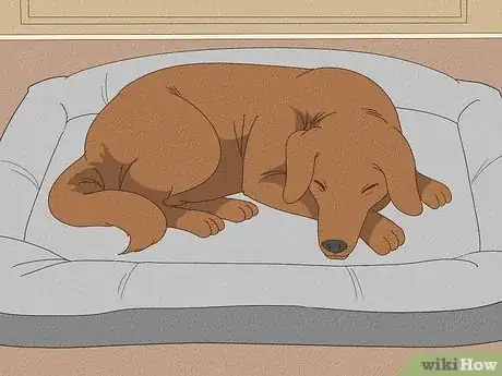 Imagen titulada Stop a Dog from Pawing Step 11